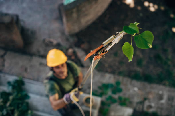 Reliable Bunker Hill, OR Tree Removal Solutions