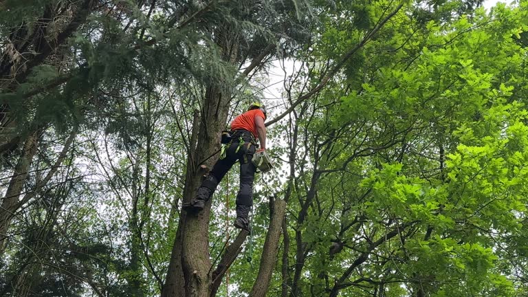 Best Arborist Consultation Services  in Bunker Hill, OR